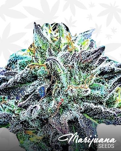 dolce gabbana strain